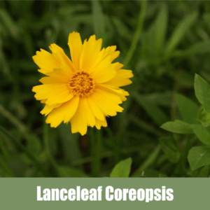 Lanceleaf Coreopsis (Coreopsis lanceolata L.)